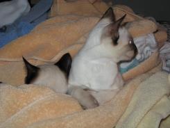 more kittens